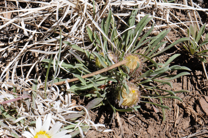 Stemless Townsend Daisy are short lived perennials or dwarf biennials. The leaves and flowers are all originating from the base of the plant. Townsendia exscapa